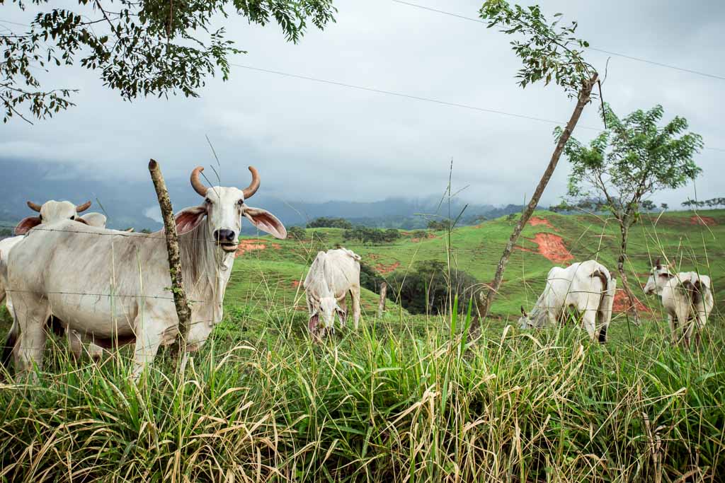 cows, pasture, green, perez zeledon, san isidro del general, costa rica