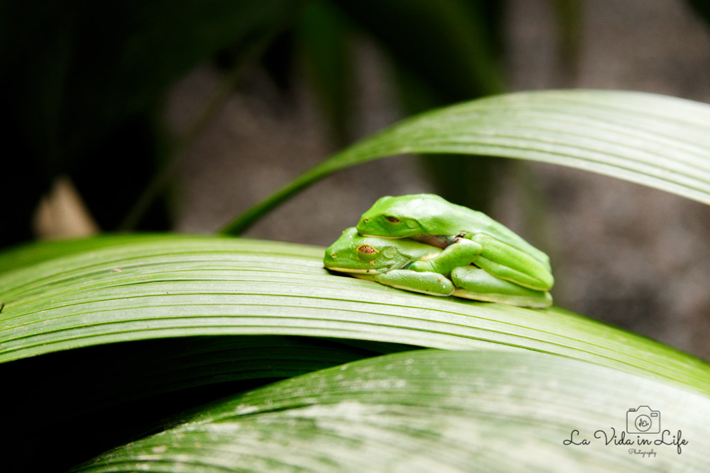 La Paz Waterfall Gardens, Catarata La Paz, Waterfall,