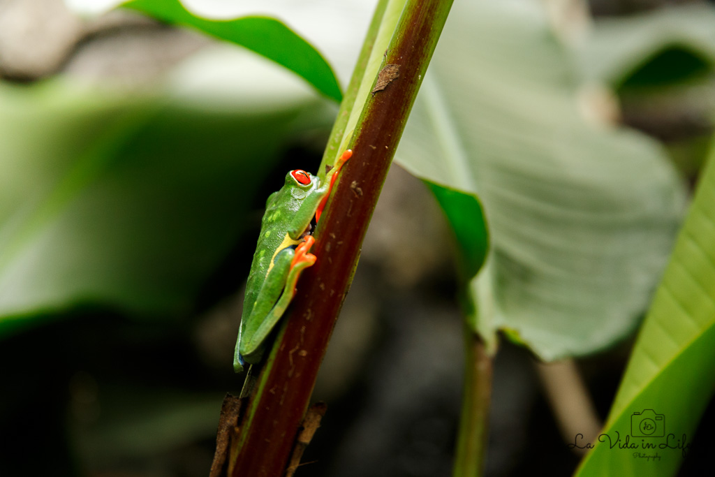 La Paz Waterfall Gardens, Catarata La Paz, Waterfall, frog