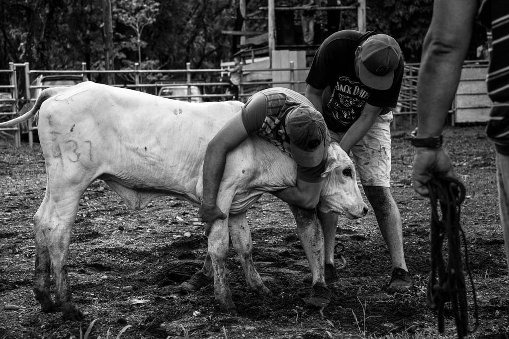 costa rica bullfighting, rodeo, bull riding, costa rica, culture, tradition, event, festival
