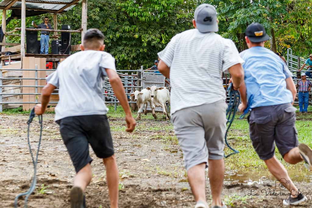 costa rica bullfighting, rodeo, bull riding, costa rica, culture, tradition, event, festival