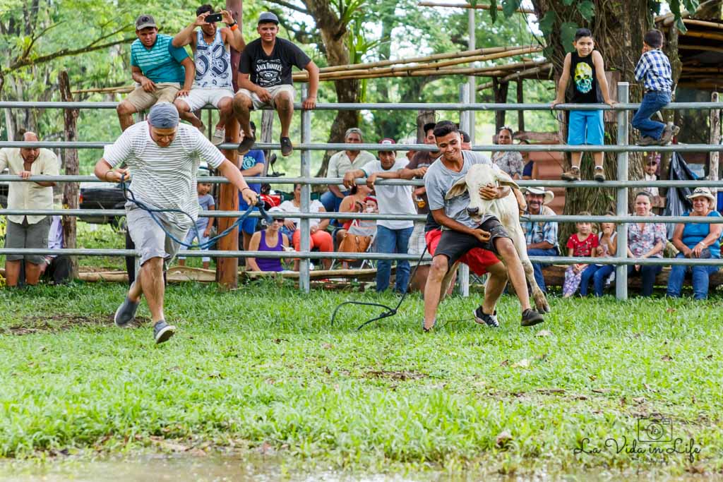 costa rica bullfighting, rodeo, bull riding, costa rica, culture, tradition, event, festival