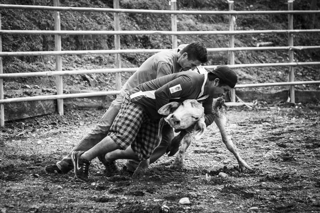 costa rica bullfighting, rodeo, bull riding, costa rica, culture, tradition, event, festival