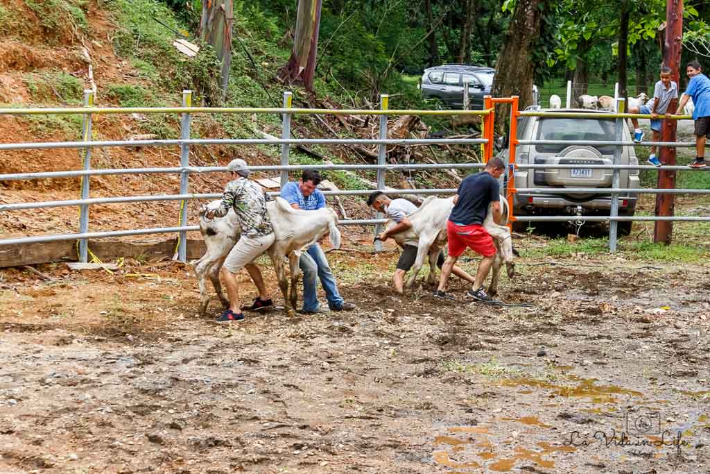 costa rica bullfighting, rodeo, bull riding, costa rica, culture, tradition, event, festival