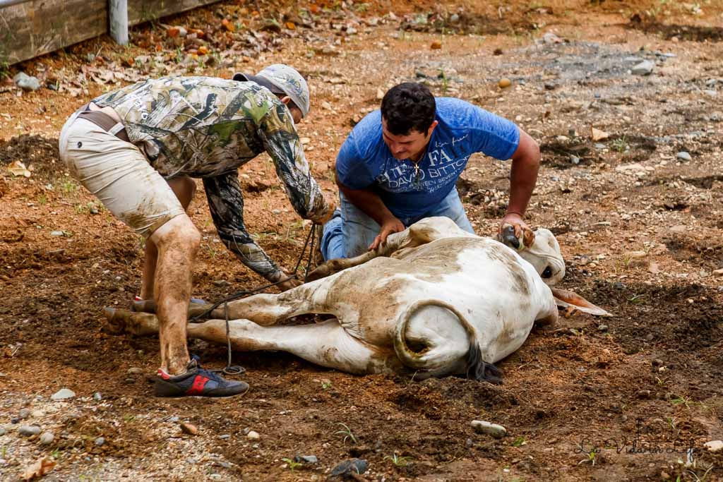 costa rica bullfighting, rodeo, bull riding, costa rica, culture, tradition, event, festival
