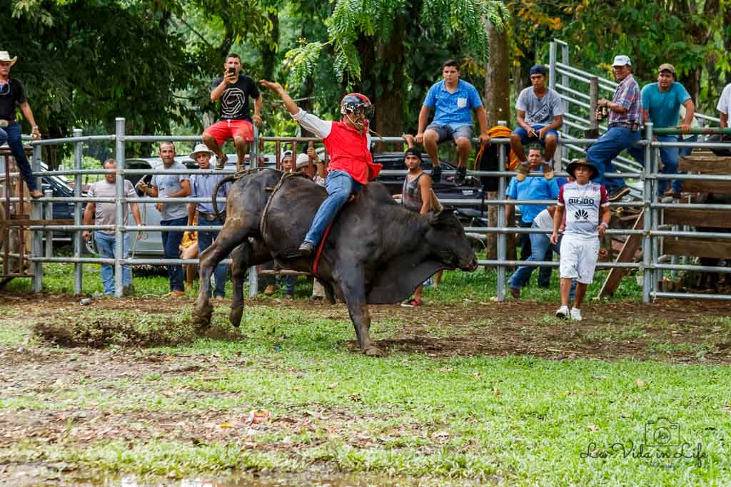 costa rica bullfighting, rodeo, bull riding, costa rica, culture, tradition, event, festival