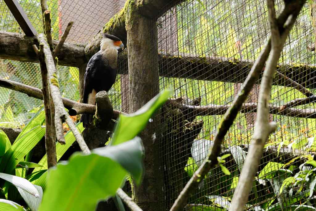 La Paz Waterfall Gardens, Catarata La Paz, Waterfall, animal, caracara, bird