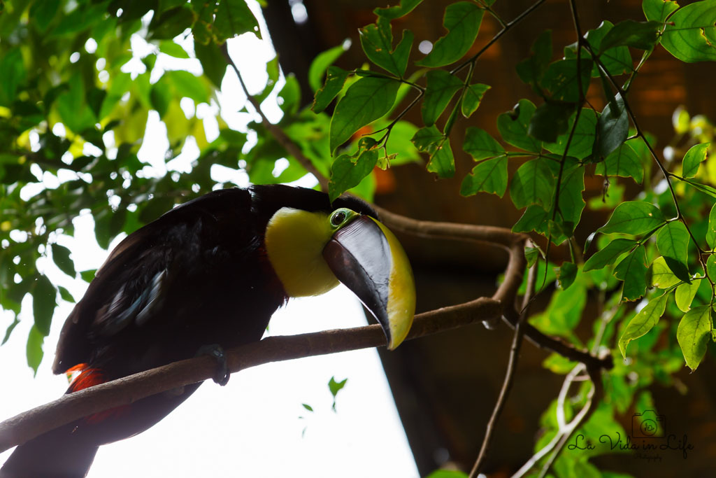 La Paz Waterfall Gardens, Catarata La Paz, Waterfall, animal, toucan, bird