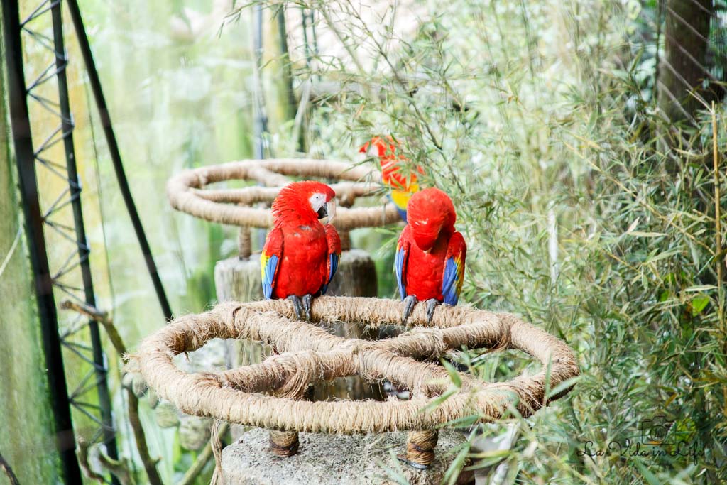 La Paz Waterfall Gardens, Catarata La Paz, Waterfall, animal, scarlet macaw, bird