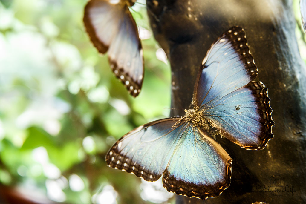 La Paz Waterfall Gardens, Catarata La Paz, Waterfall, animal, butterfly, blue morpho