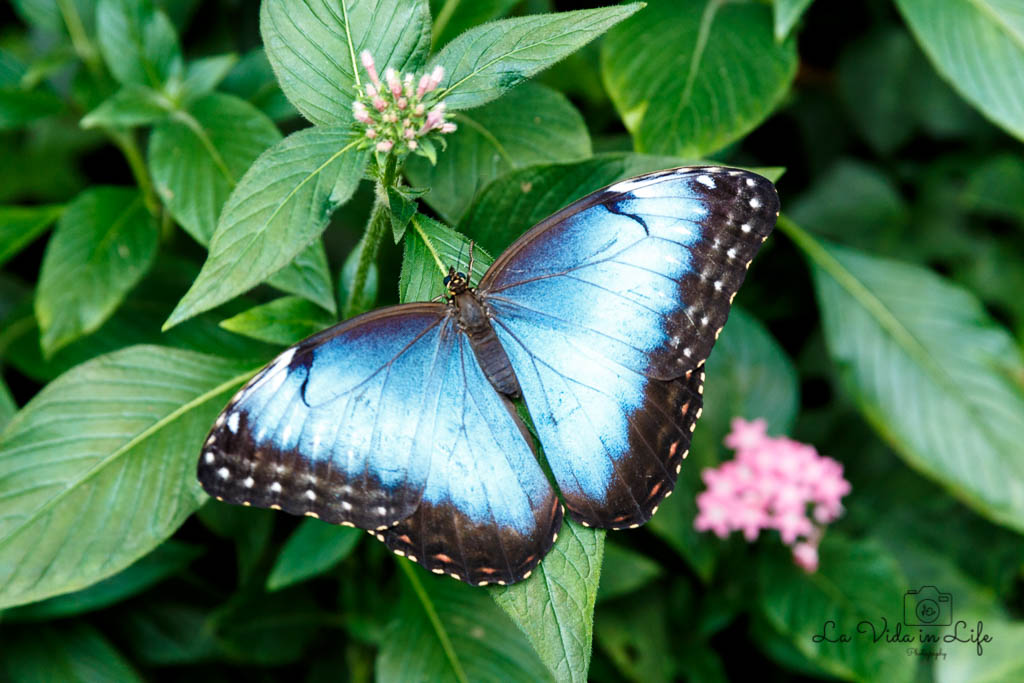 La Paz Waterfall Gardens, Catarata La Paz, Waterfall, animal, butterfly, blue morpho