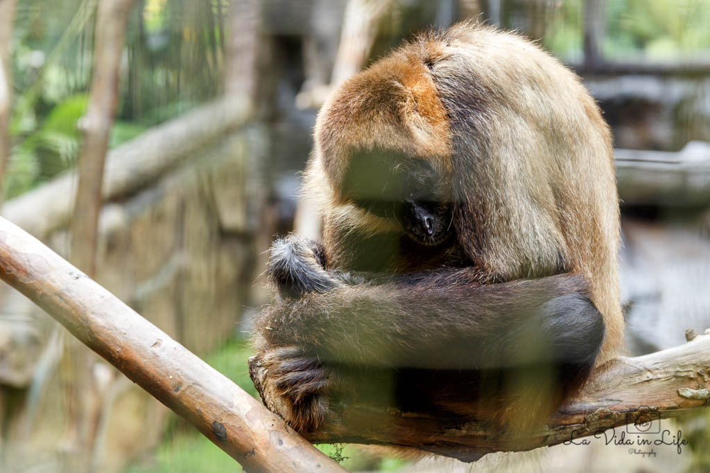 La Paz Waterfall Gardens, Catarata La Paz, Waterfall, animal, monkey