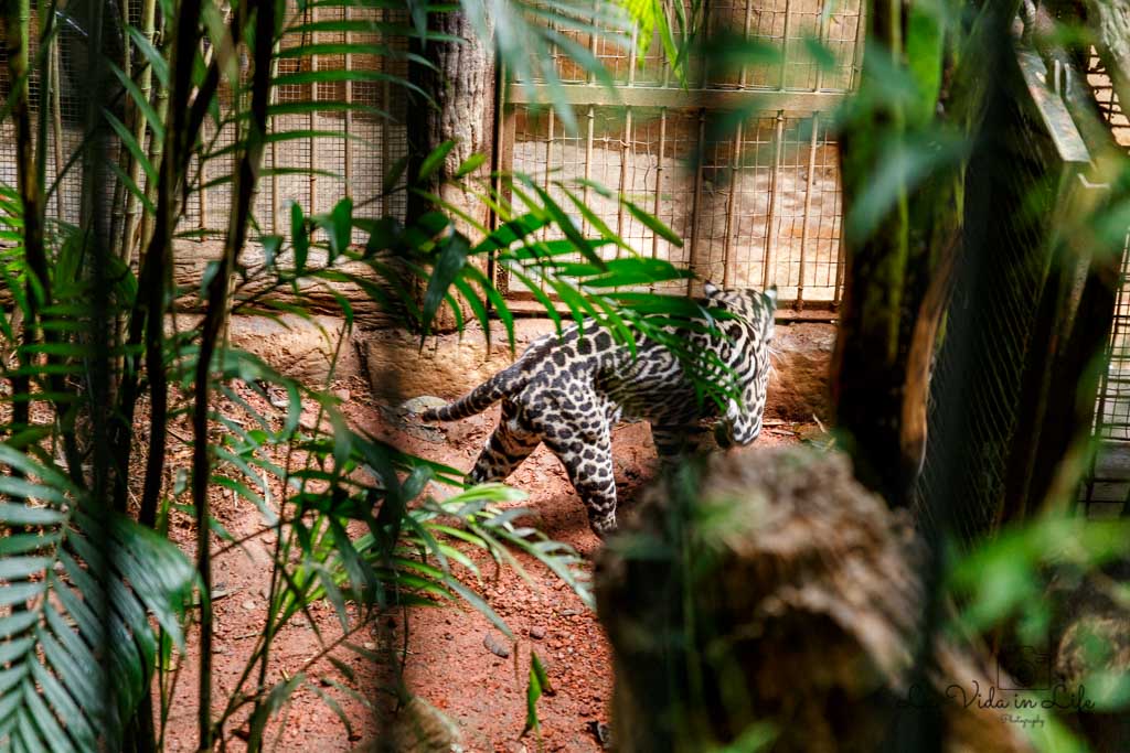 La Paz Waterfall Gardens, Catarata La Paz, Waterfall, ocelot, animal, cat