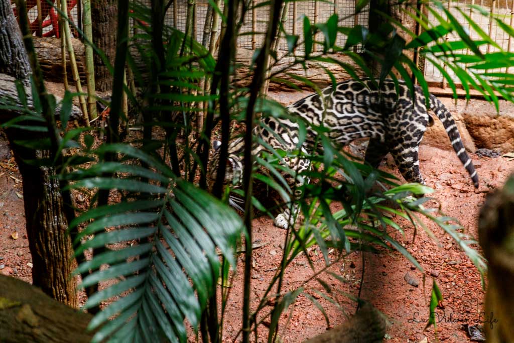 La Paz Waterfall Gardens, Catarata La Paz, Waterfall, ocelot, animal, cat