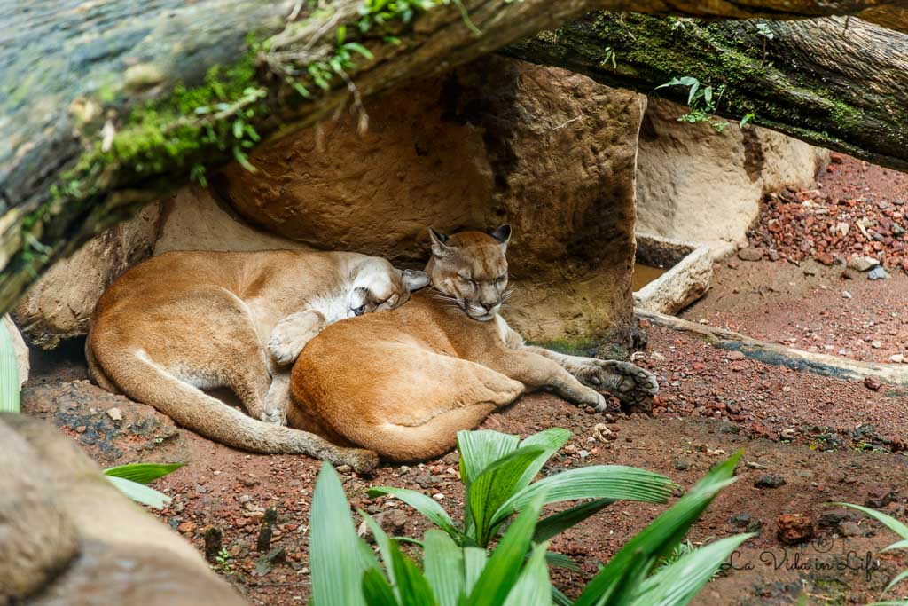 La Paz Waterfall Gardens, Catarata La Paz, Waterfall, puma, animal, cat