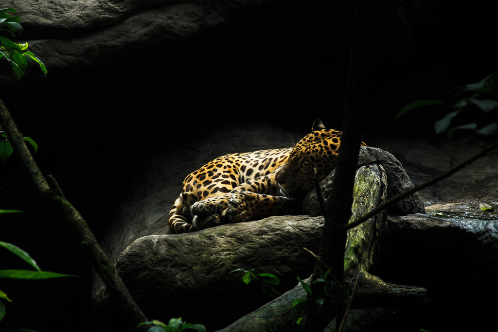 La Paz Waterfall Gardens, Catarata La Paz, Waterfall, jaguar, animal, cat