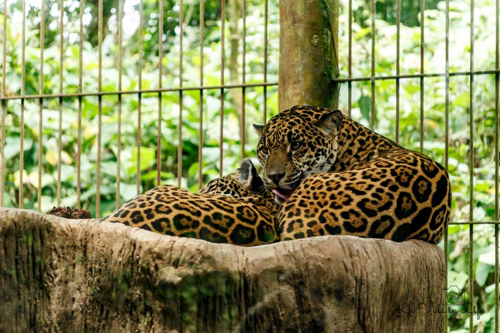 La Paz Waterfall Gardens, Catarata La Paz, Waterfall, jaguar, animal, cat