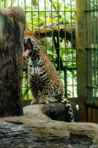 La Paz Waterfall Gardens, Catarata La Paz, Waterfall, jaguar, animal, cat