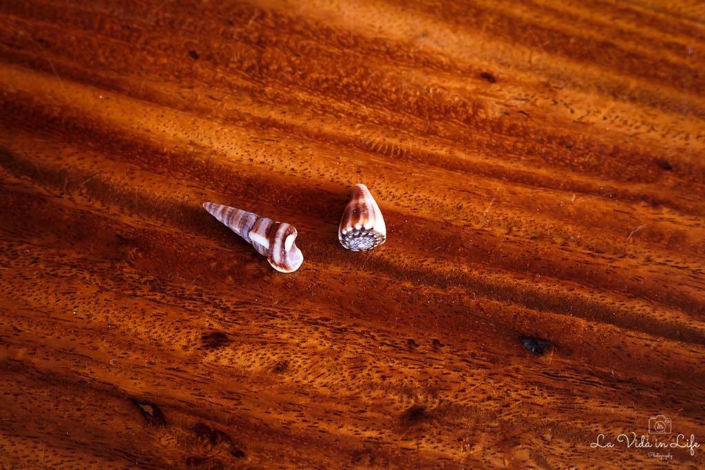 Photo of seashells no macro filter