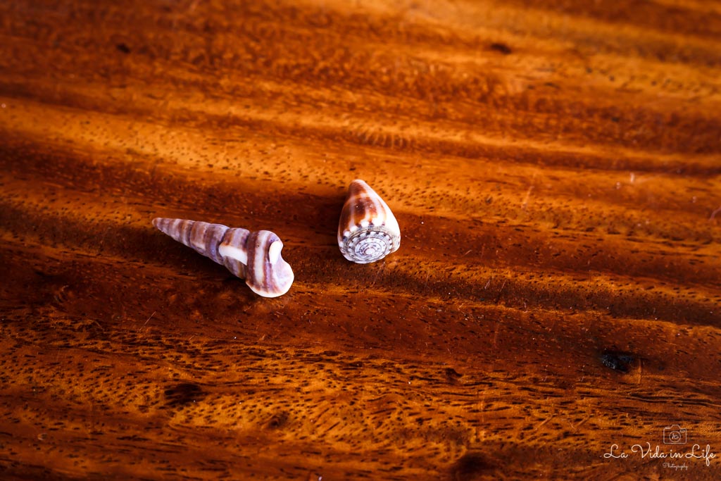 Macro photography Canon 50mm with +1 macro filter