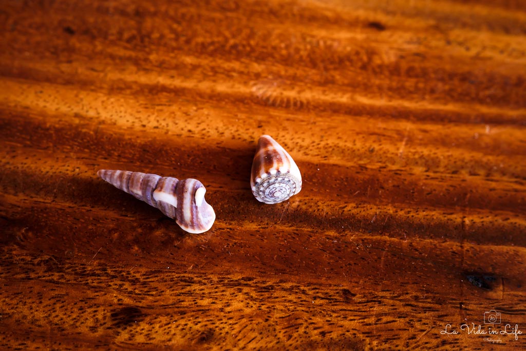 Macro Photography Canon 50mm with +2 macro filter