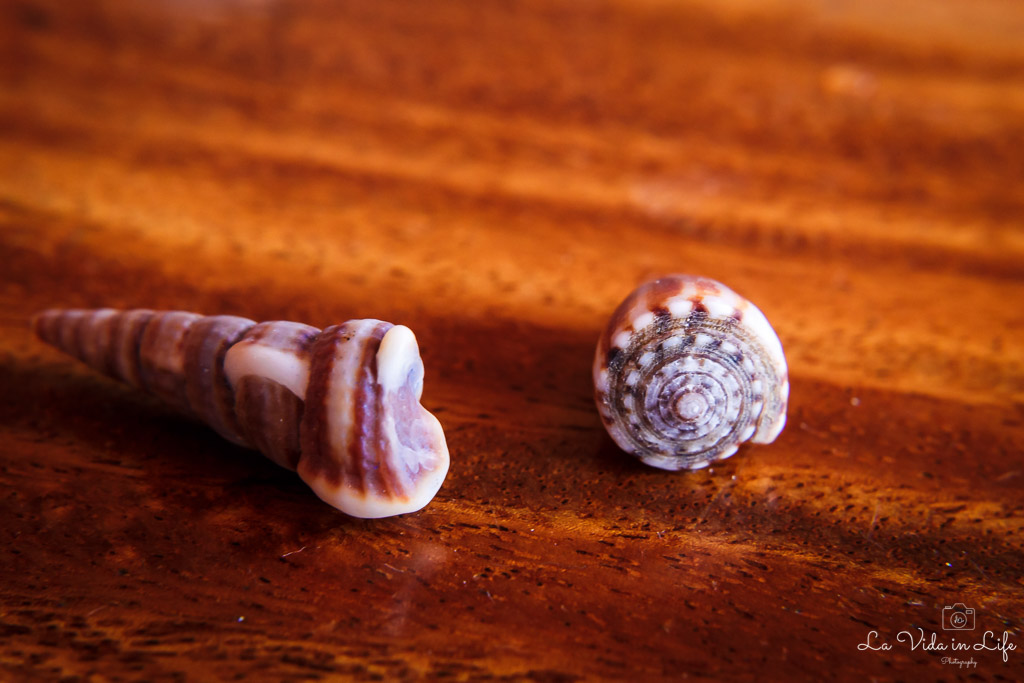 Macro photography Canon 50mm with +10 macro filter