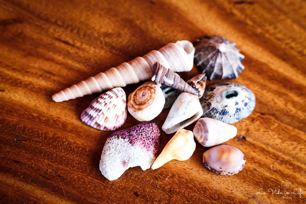 Pile of shells, no macro filter
