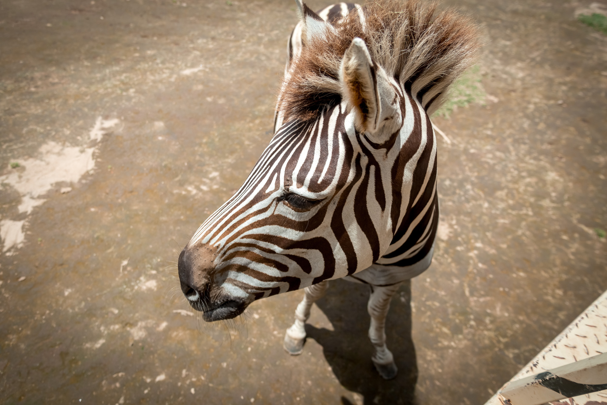 Zebra at Ponderosa Adventure Park