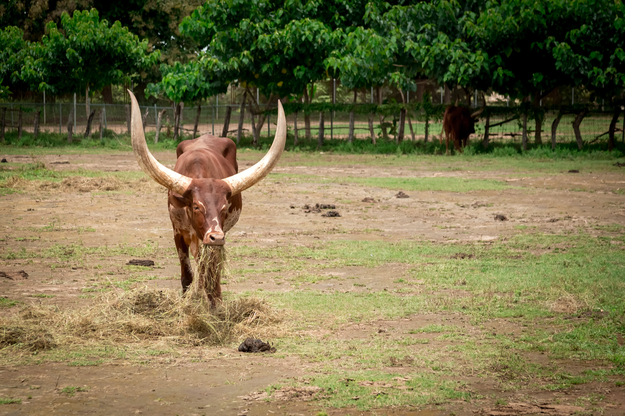 Watusi at Ponderosa adventure park