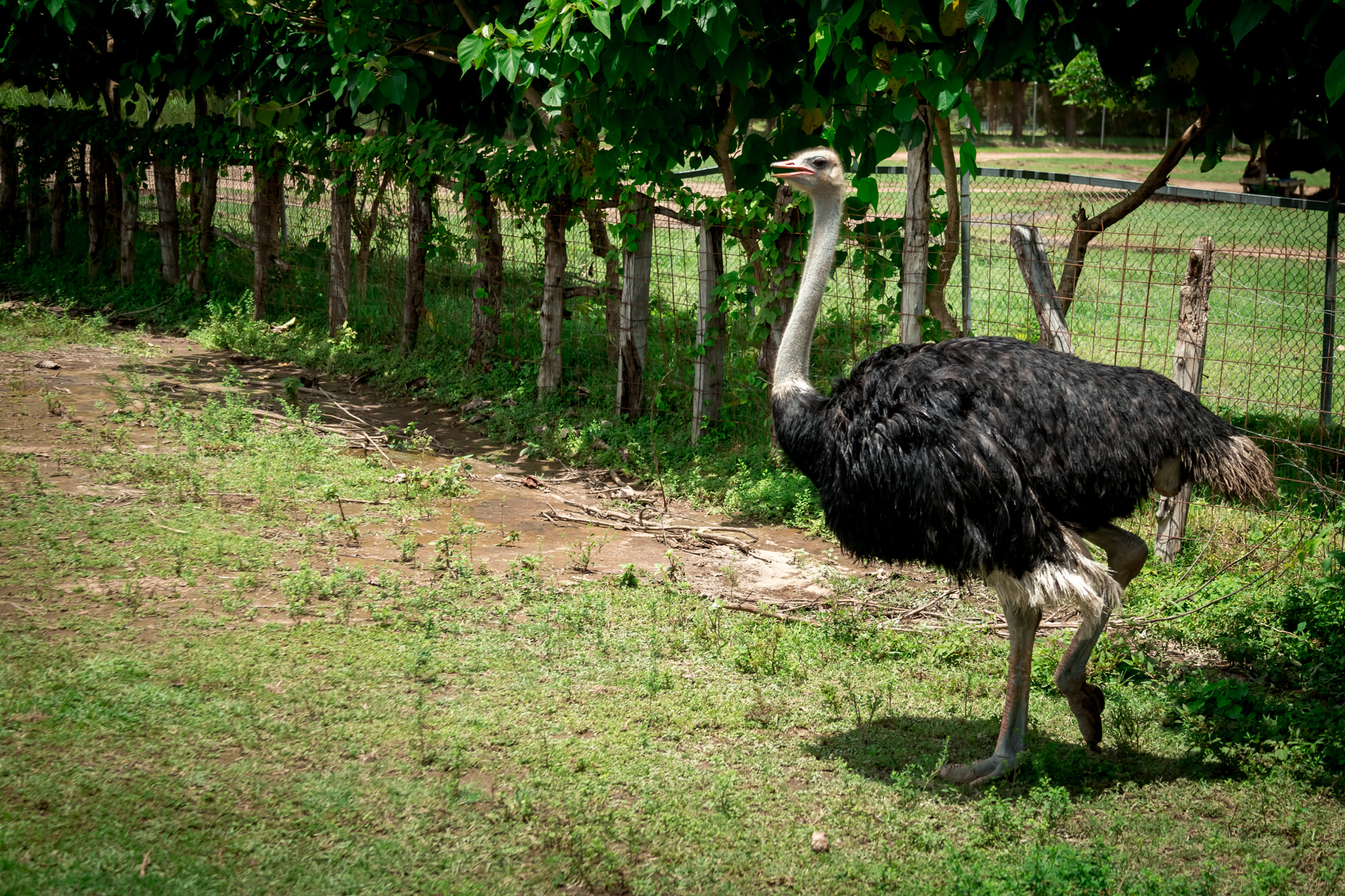 Animals in Costa Rica: Ostrich at Ponderosa Adventure Park