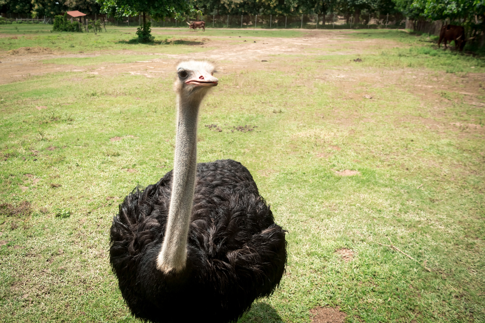 Ostrich at Ponderosa Adventure Park