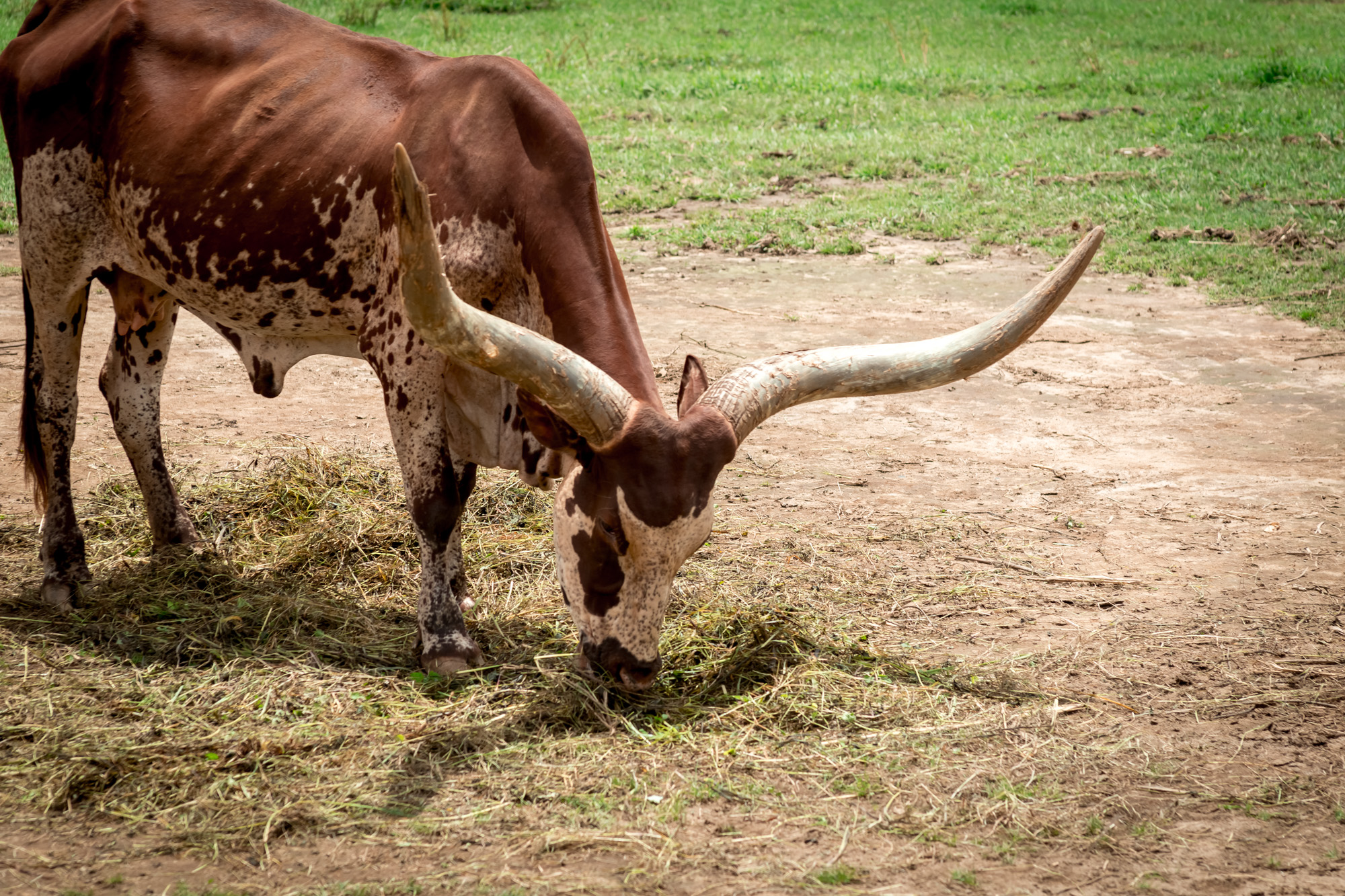 Watusi at Ponderosa Adventure Park