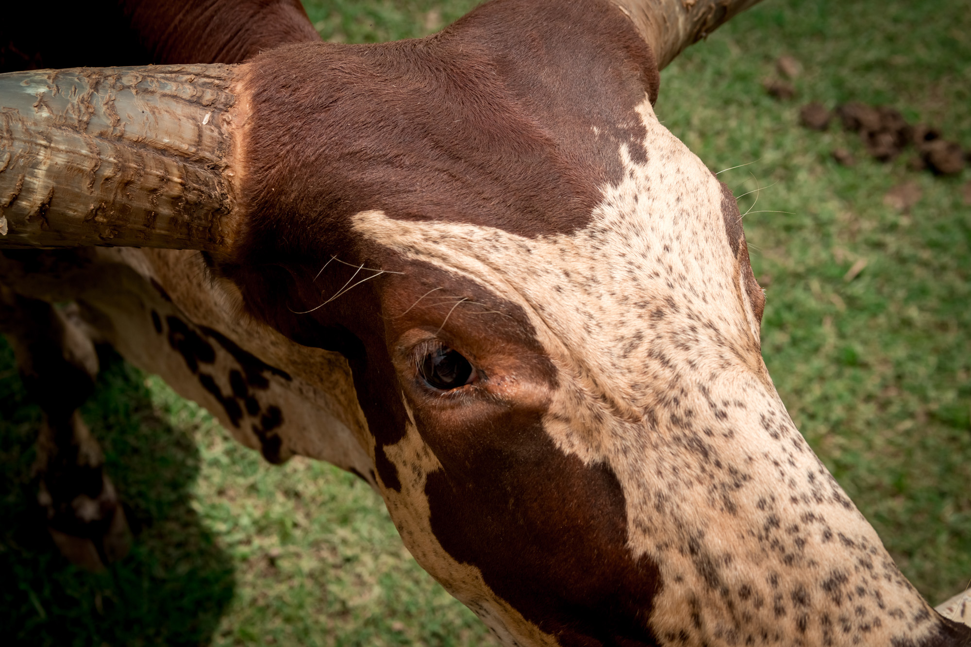 Watusi at Ponderosa Adventure Park