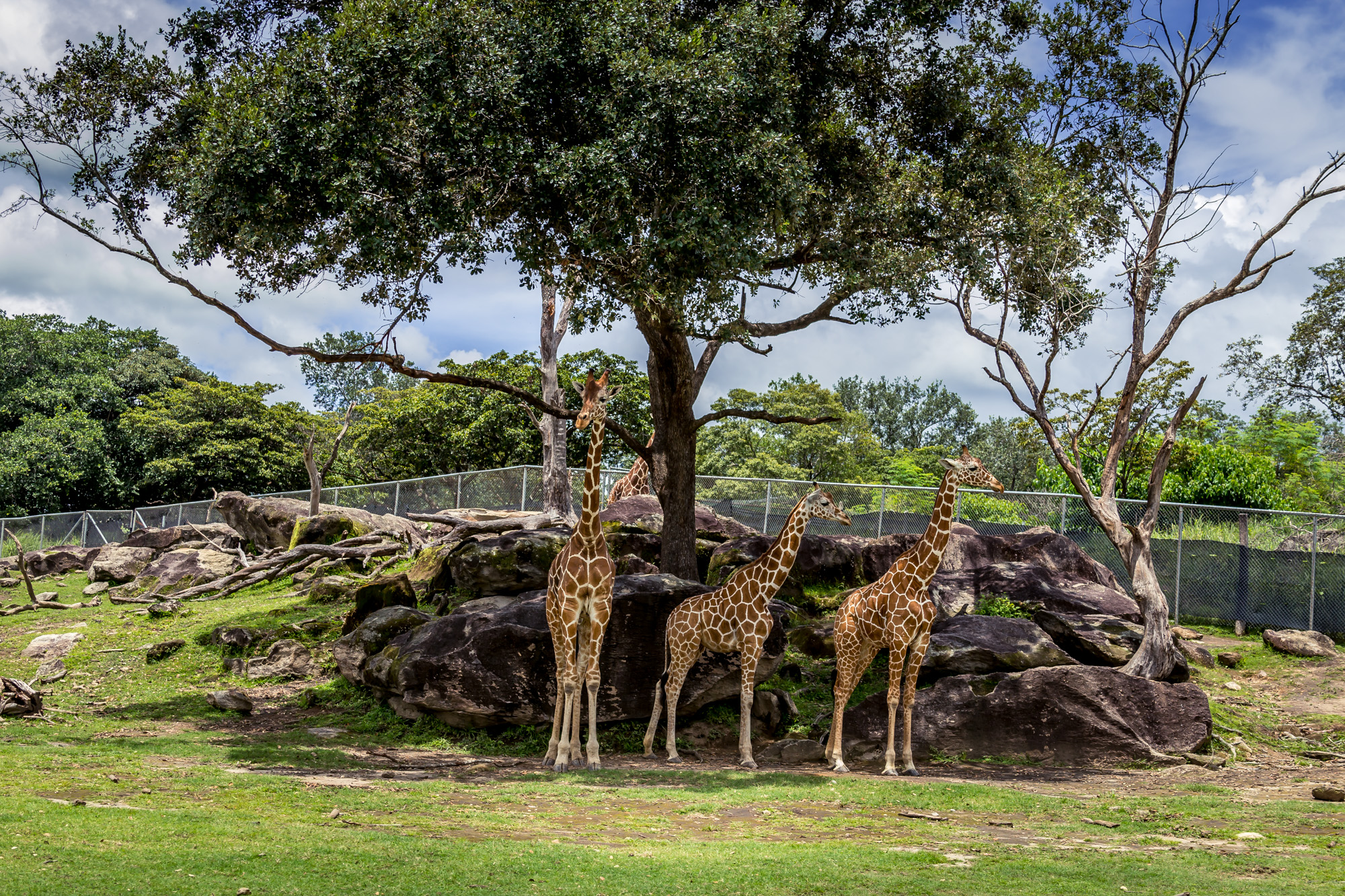 Animals in Costa Rica: Giraffes at Ponderosa Adventure Park