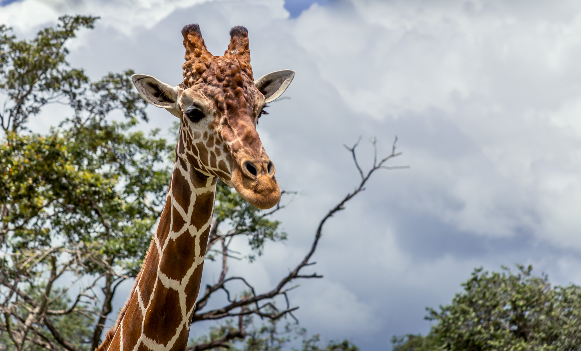 Animals in Costa Rica: Giraffes at Ponderosa Adventure Park