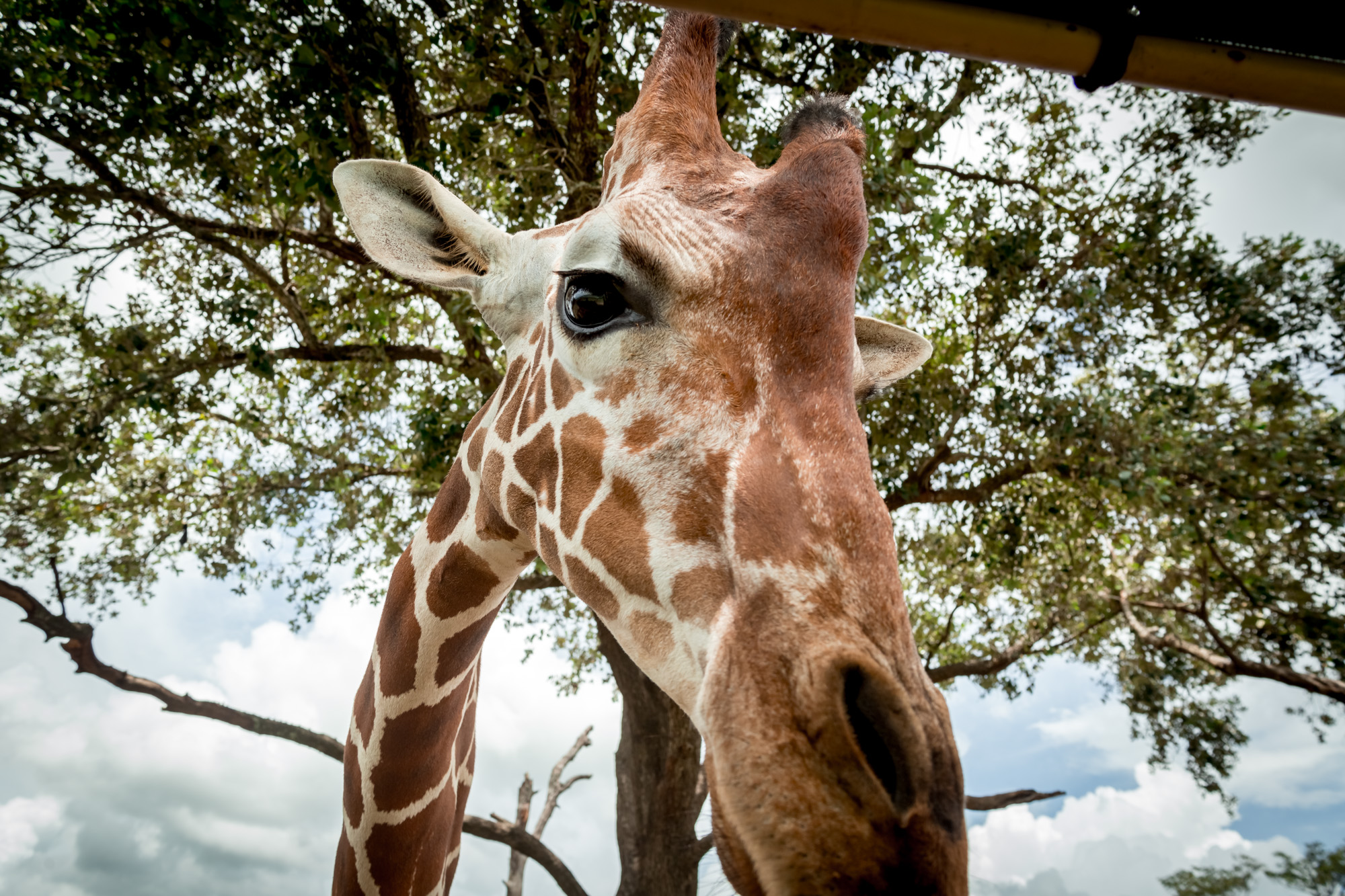 Closeup of a giraffe's face