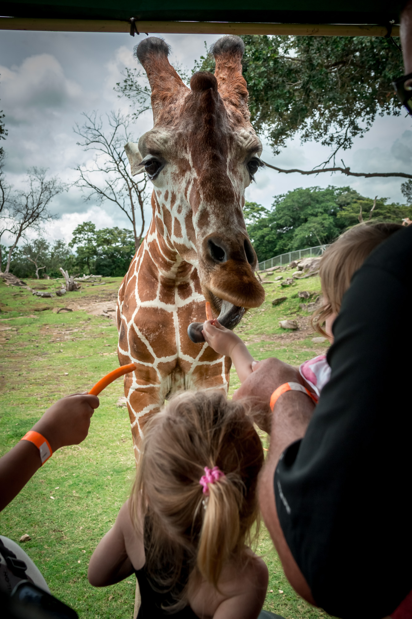 African Animals in Costa Rica: An Unexpected Twist in the Rainforest