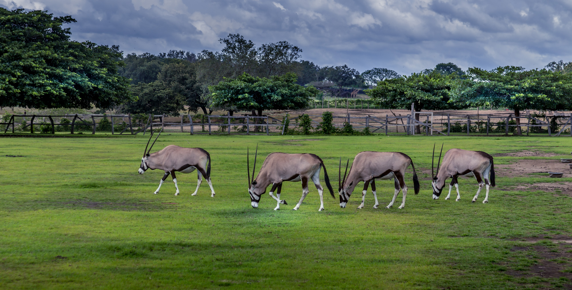 Oryz antelope at Ponderosa Adventure Park