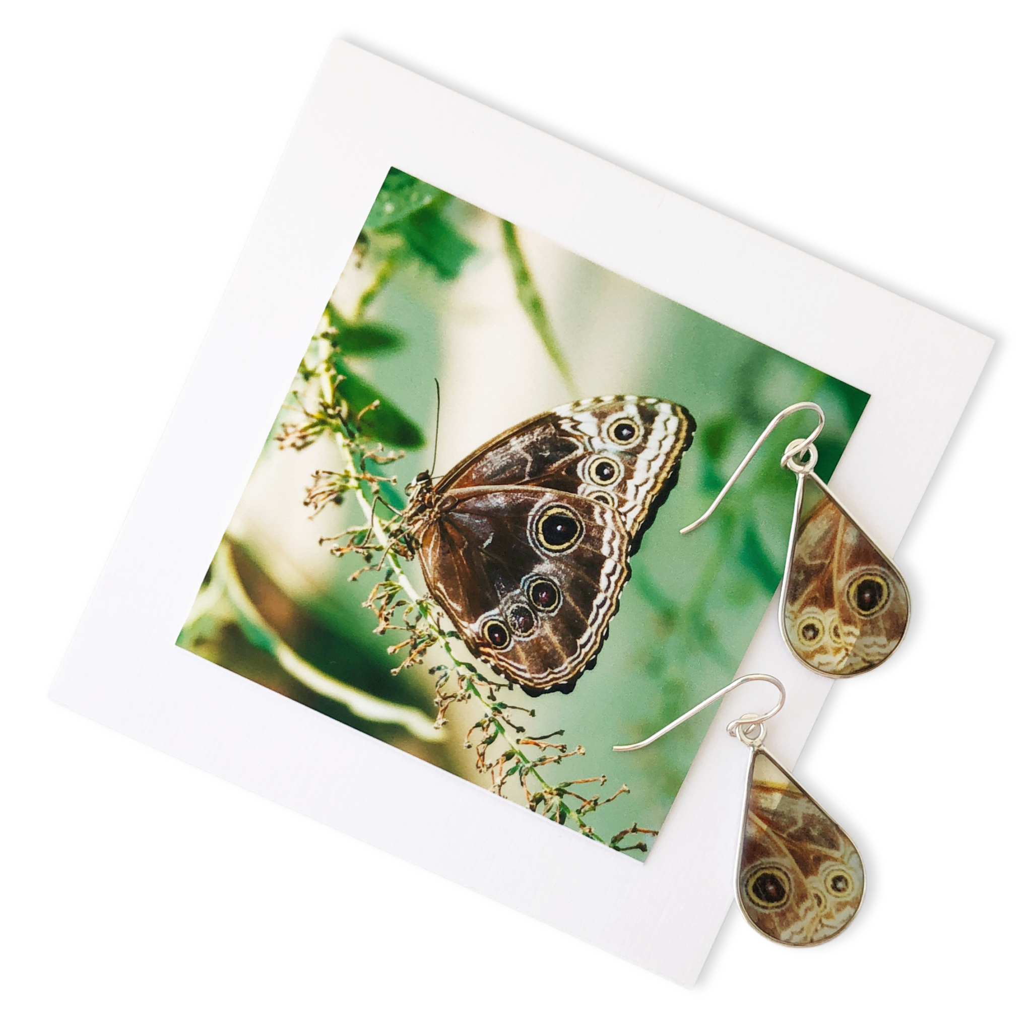 blue morpho butterfly photo jewelry costa rica