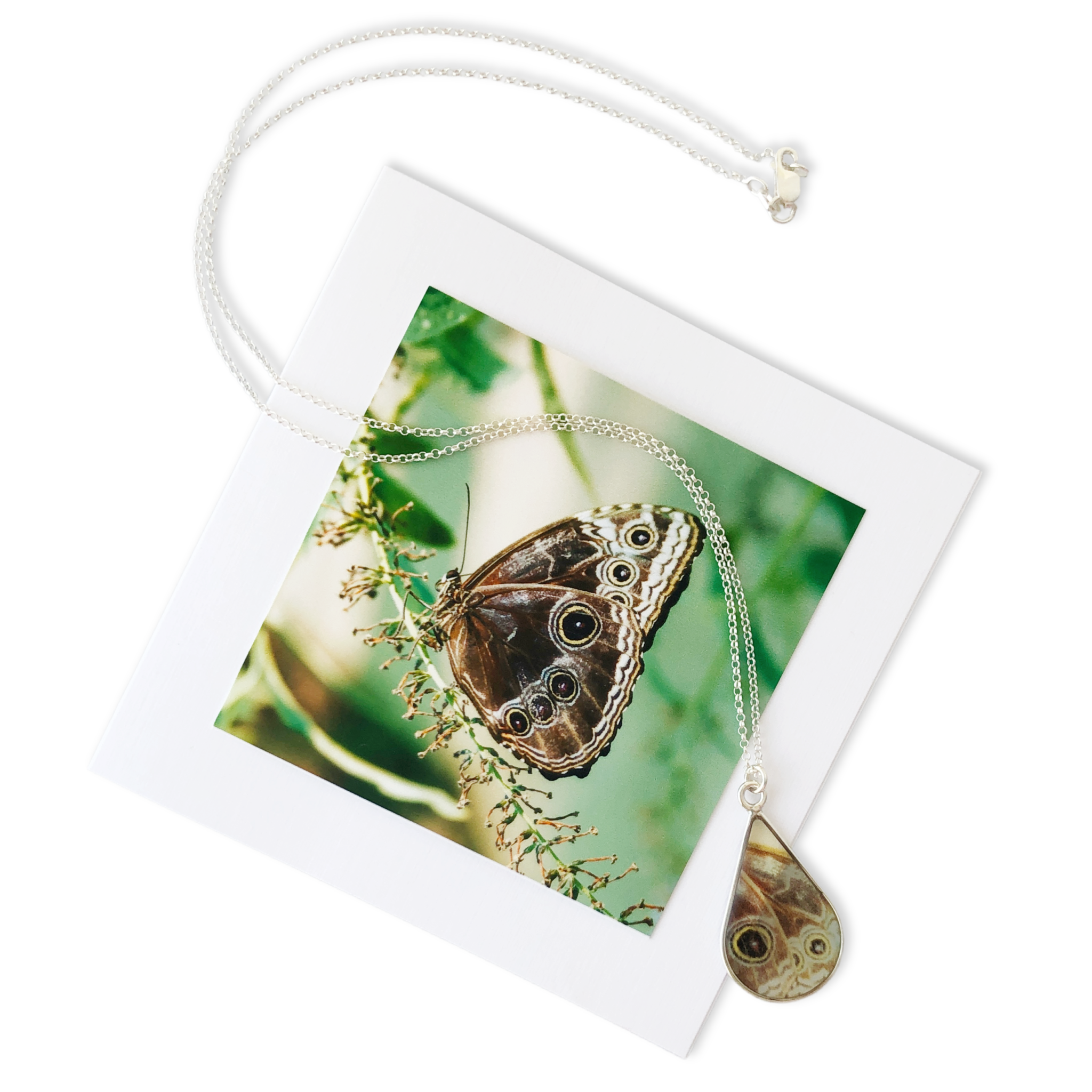 blue morpho butterfly photo jewelry costa rica