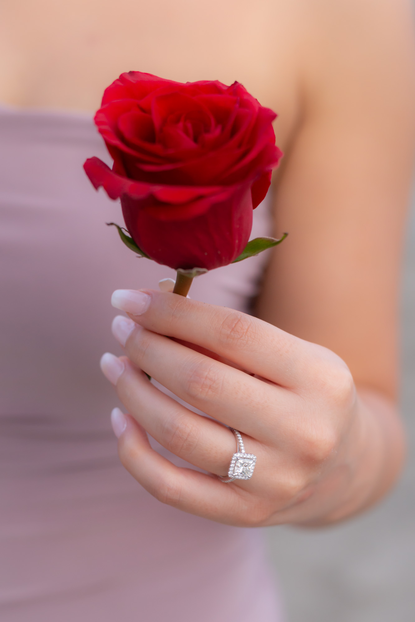 engagment ring image with red rose in costa rica