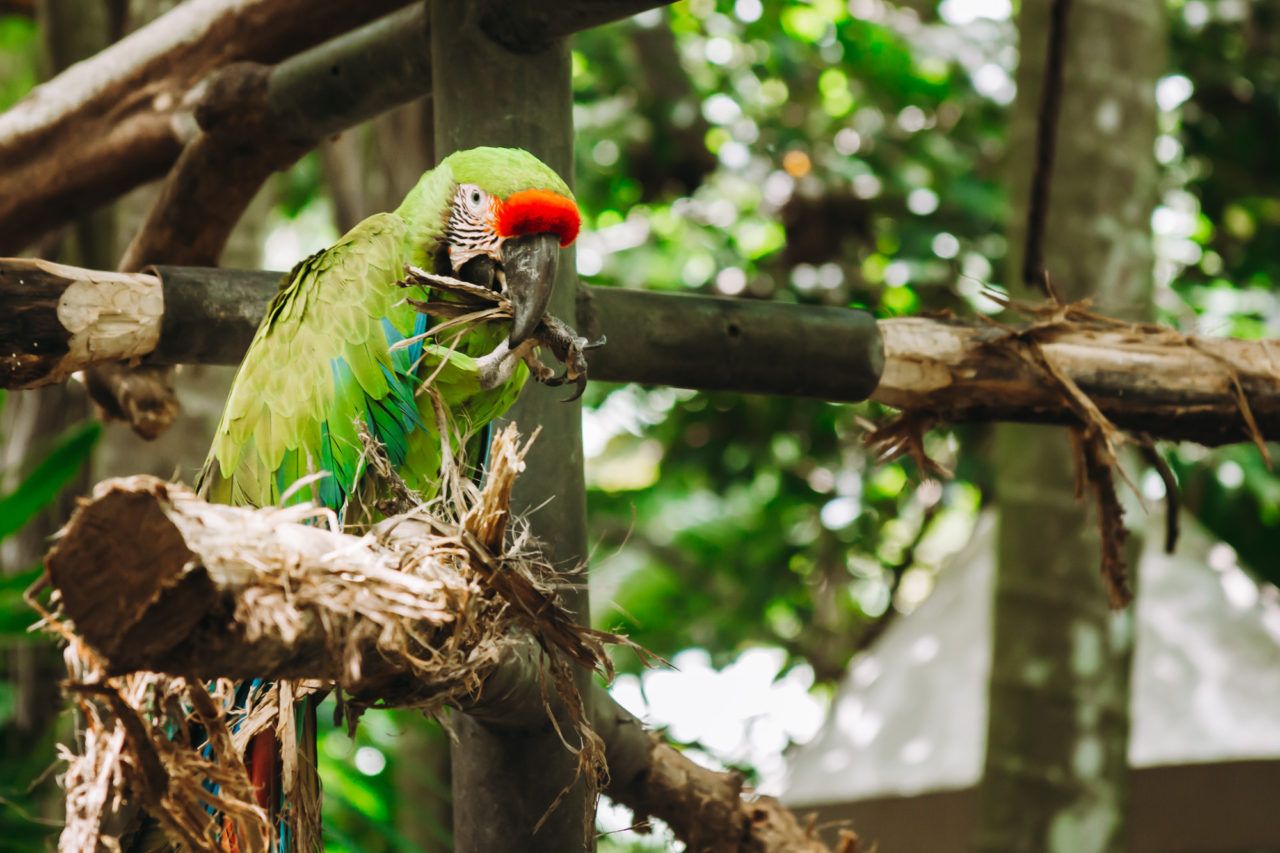 Best Wildlife Sanctuary in Costa Rica: Rescate Wildlife Rescue Center