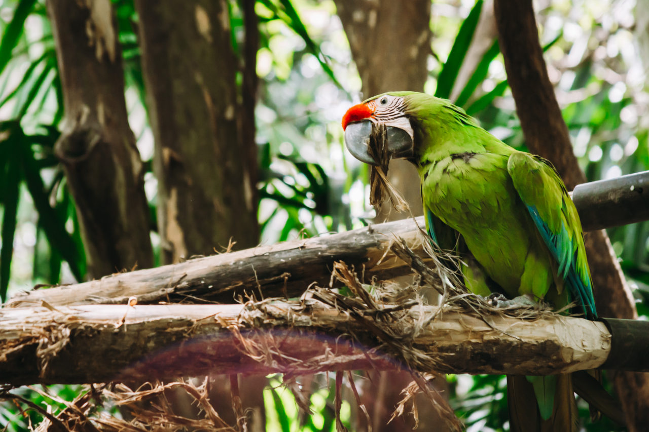 Best Wildlife Sanctuary in Costa Rica: Rescate Wildlife Rescue Center