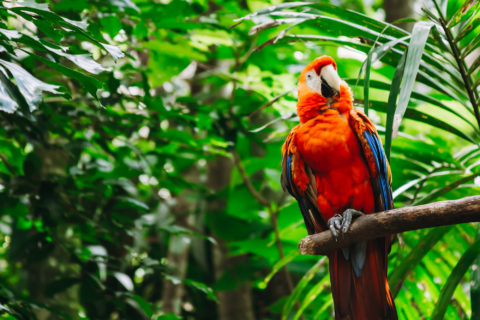 Best Wildlife Sanctuary in Costa Rica: Rescate Wildlife Rescue Center